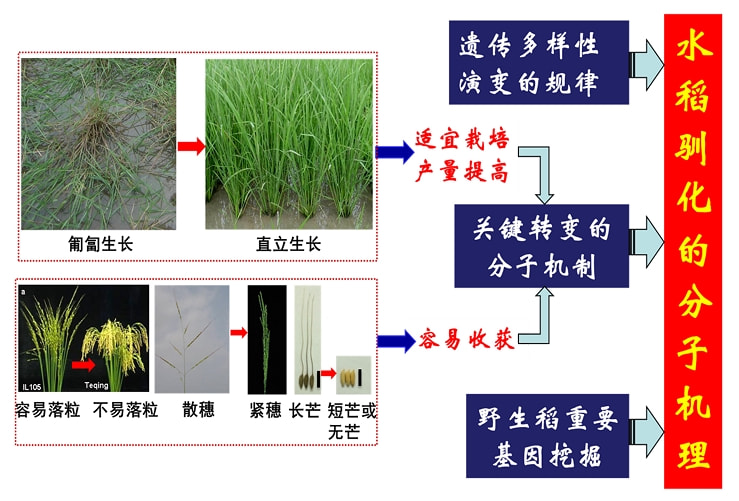 电子配件与水晶摆饰与阐述除草剂除草的机理是什么