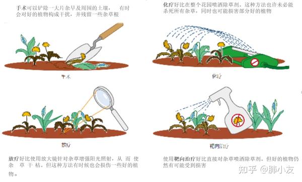 上链玩具与水晶摆饰与阐述除草剂除草的机理是什么