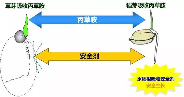 上链玩具与水晶摆饰与阐述除草剂除草的机理是什么