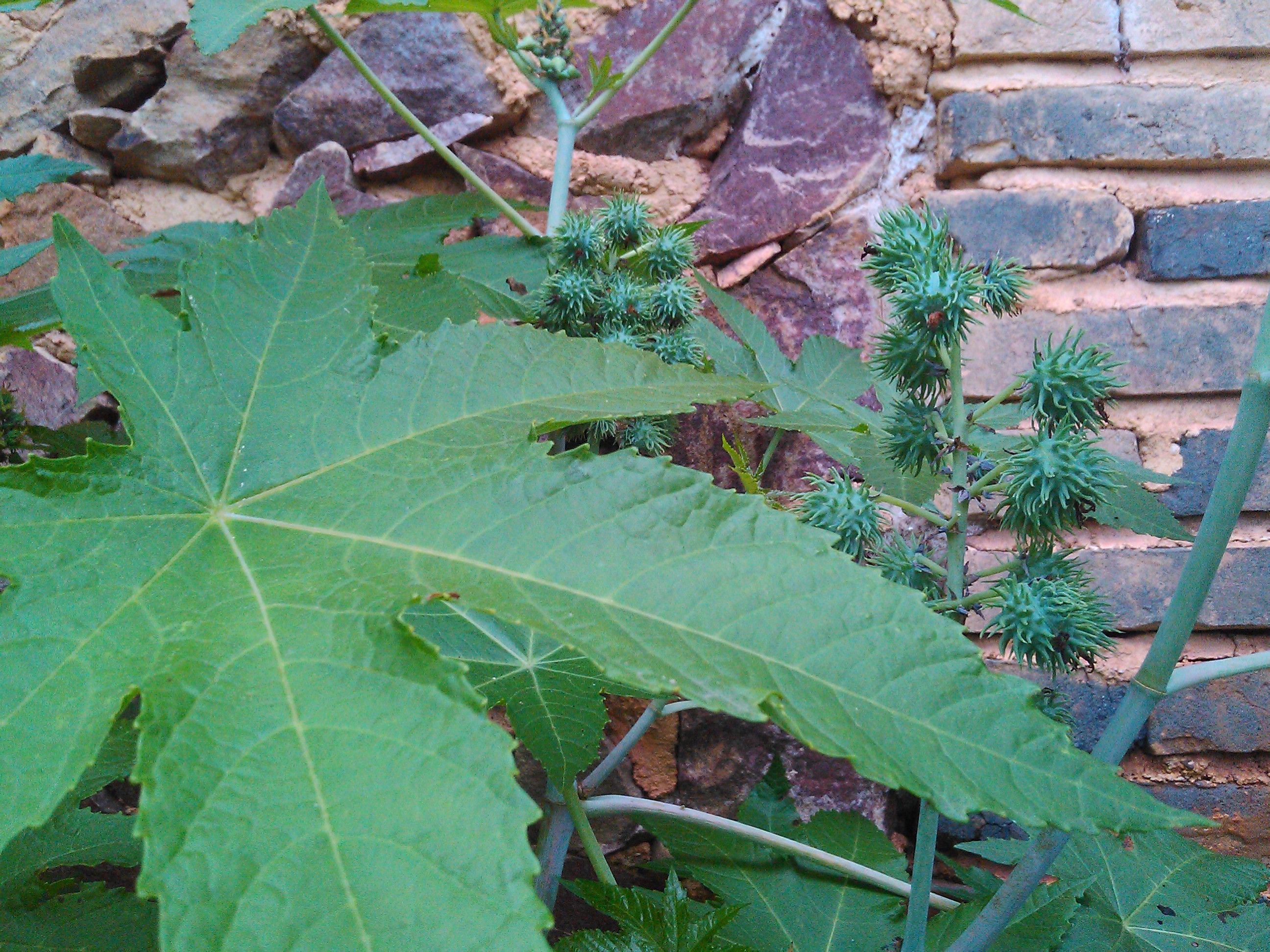 板擦与麻类植物及图片大全