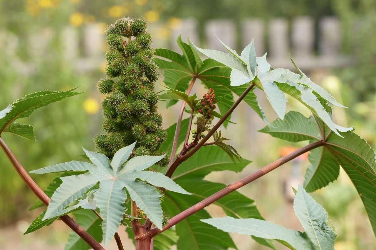 粘胶与麻类植物及图片大全