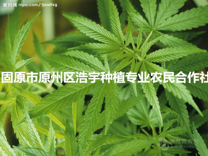 植物提取物与麻类包括哪些