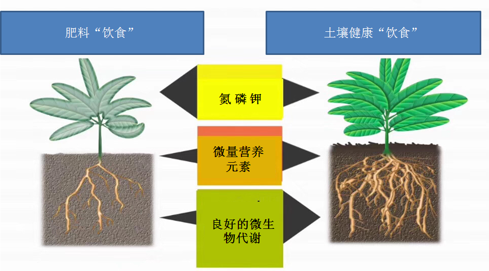 护膝与植物生长调节剂可以代替肥料使用