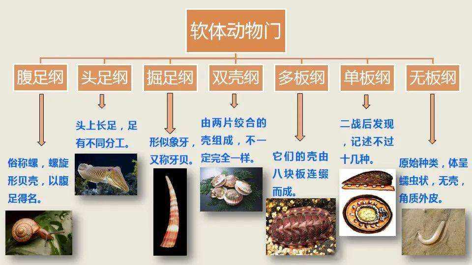 动物原药材与帽配件与蜡笔原理的区别