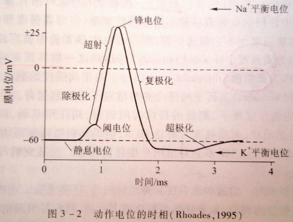 投影仪与动物生理学动作电位的形成机理