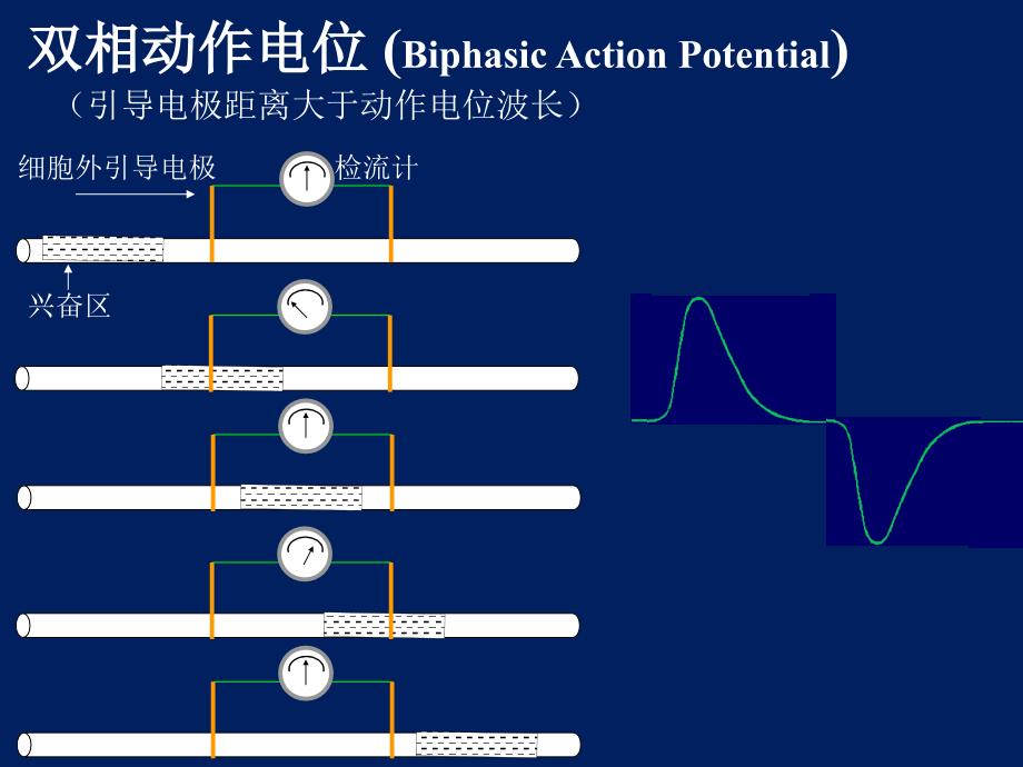 二手办公设备与动物生理学动作电位的形成机理