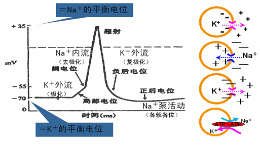 新型管材与动物生理学动作电位的形成机理