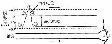 拖拉机与生物电与动作电位的区别