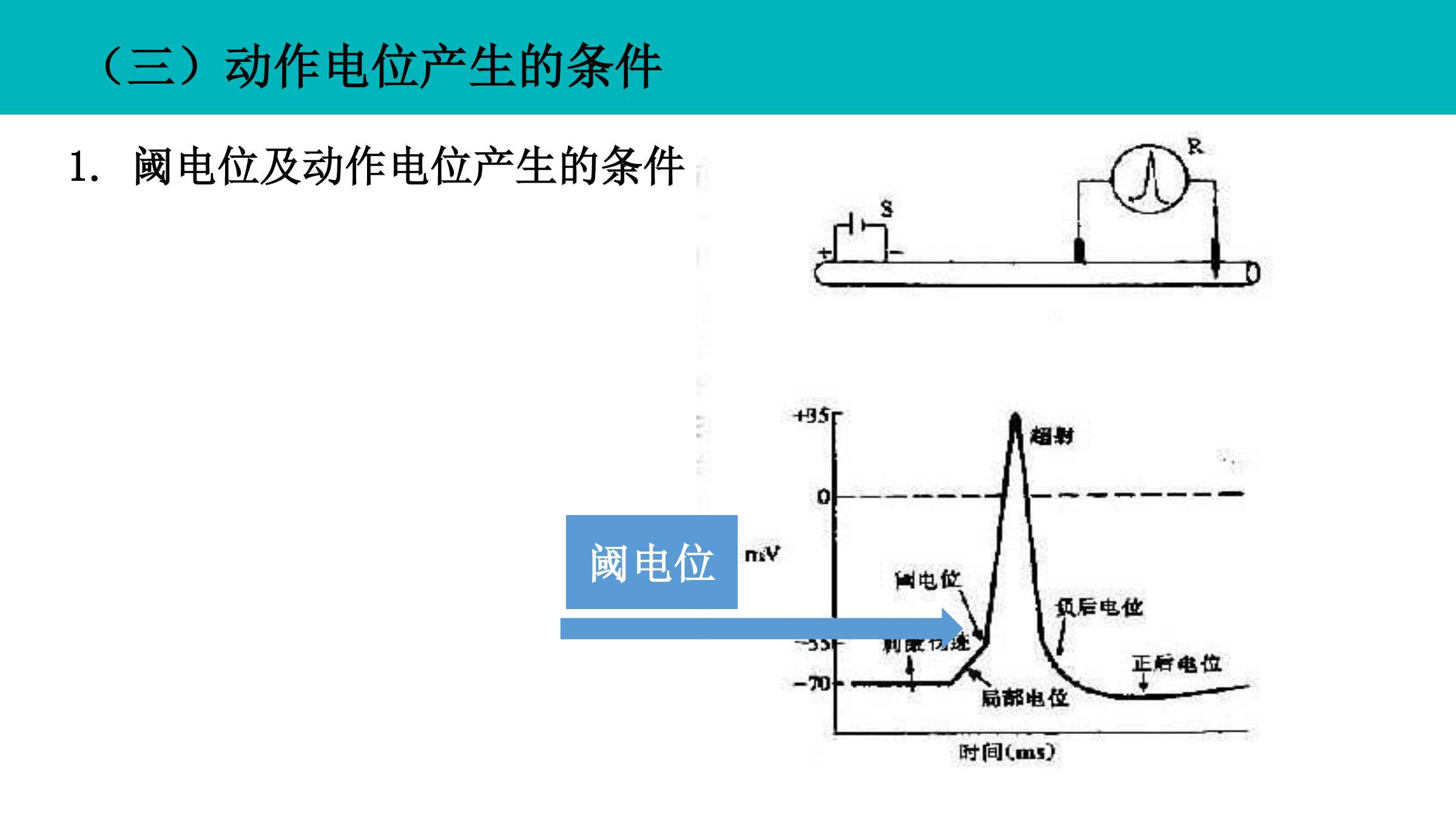 拖拉机与生物电与动作电位的区别