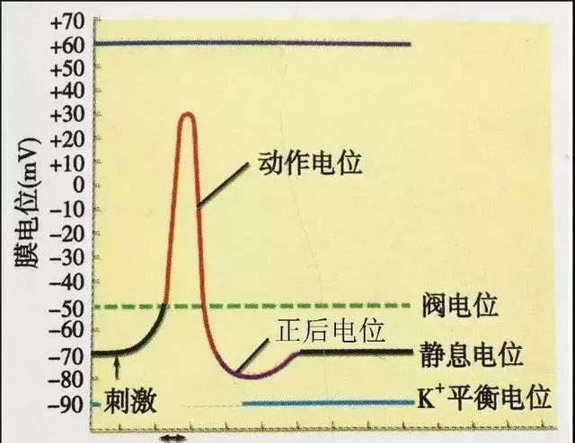 印染整机械与设备与生物电与动作电位的区别