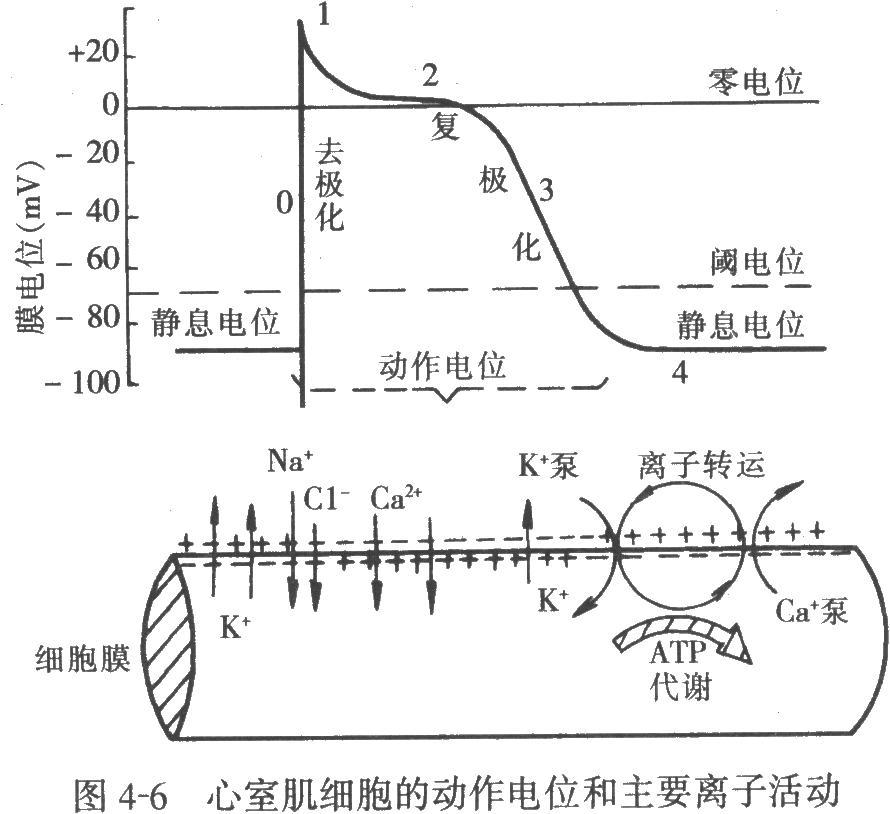 数码录音笔与生物电与动作电位的区别