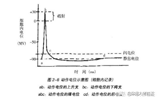 帆布与生物电与动作电位的区别