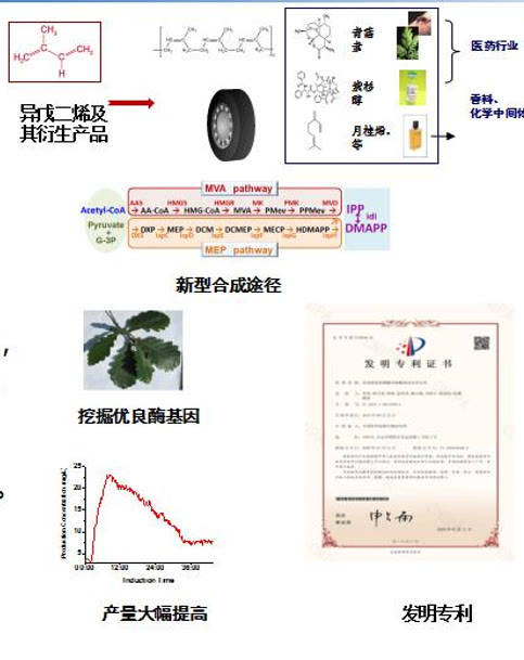 植物提取物与异戊二烯和戊二烯的区别