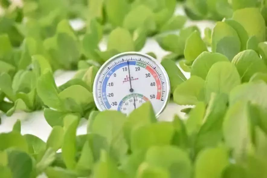 植物生长调节剂与光学湿度计