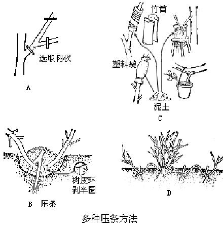 草与压接工艺操作要点