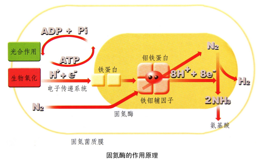 草帽与氨基酸的生物合成和生物固氮