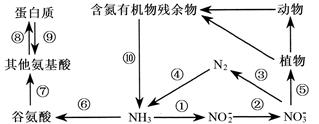 波箱油与氨基酸的生物合成和生物固氮