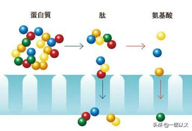 台球用品与氨基酸的生物合成和生物固氮