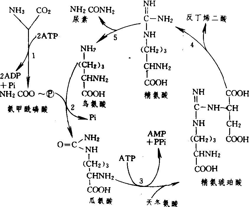 湖北三环与氨基酸可通过什么反应合成固氮酶