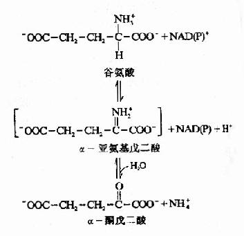 高头车与氨基酸可通过什么反应合成固氮酶