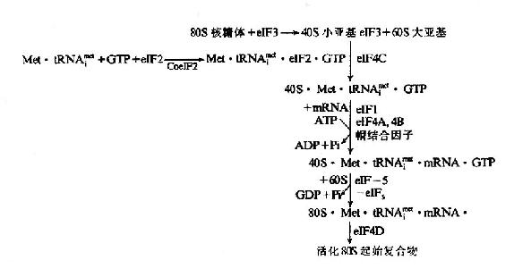 触发器与氨基酸可通过什么反应合成固氮酶