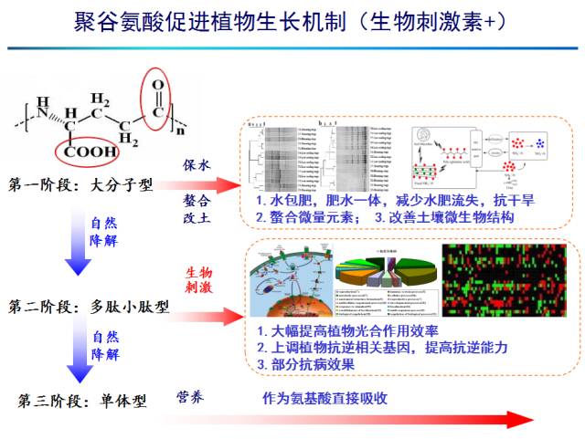 客梯与氨基酸可通过什么反应合成固氮酶