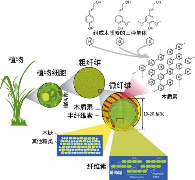 成套家具与木质素不是碳水化合物