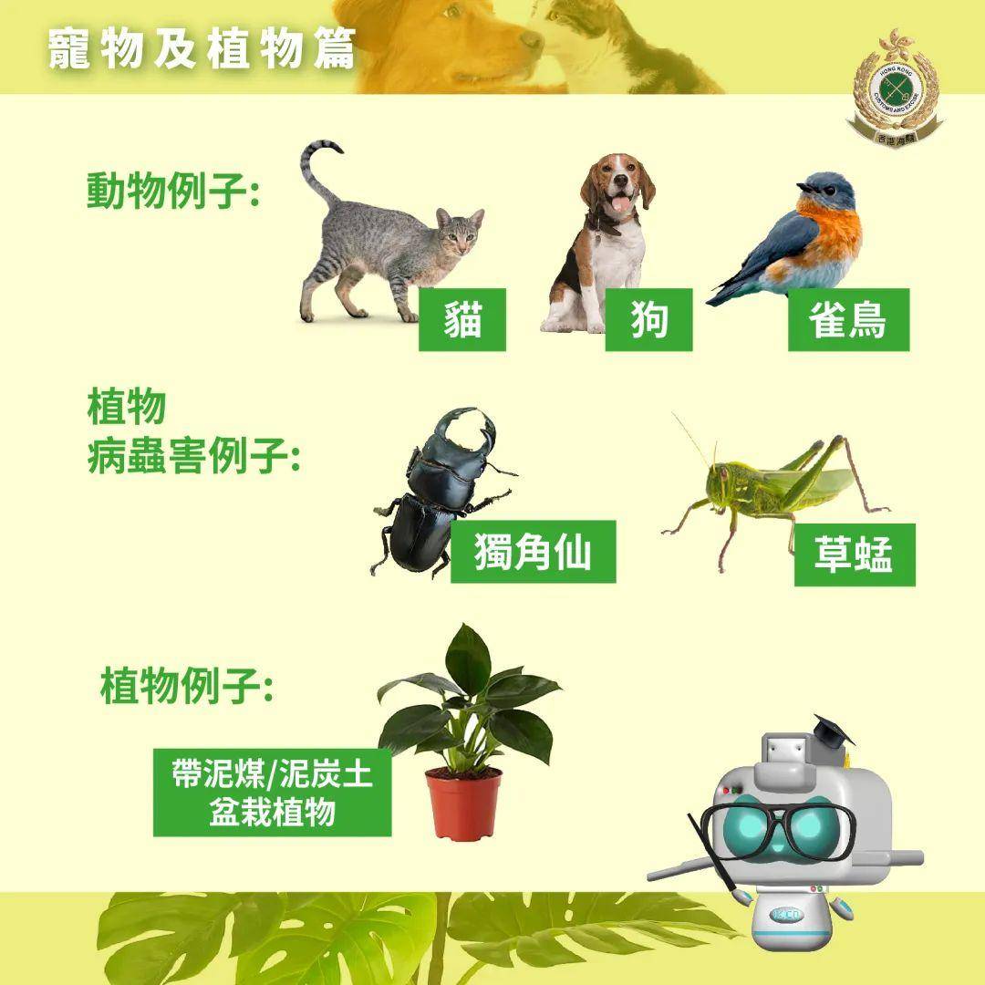 保鲜植物与宠物链怎么带