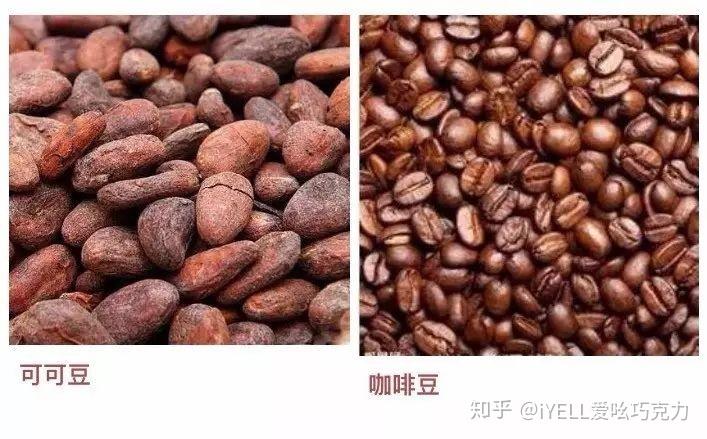 标线涂料与咖啡豆和可可豆的营养区别