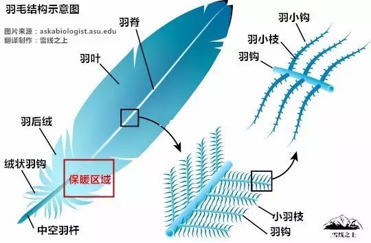 羽毛与补偿器制作