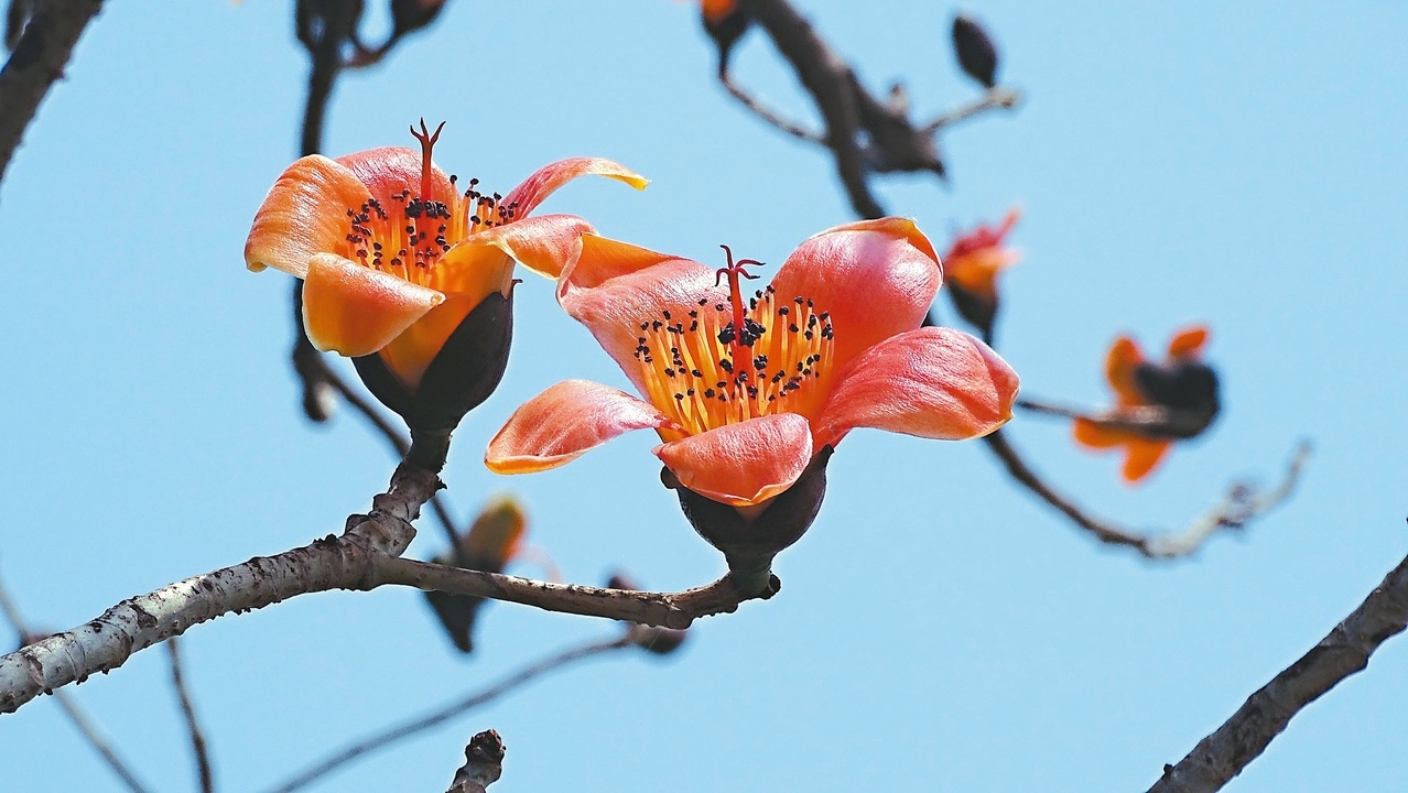 字幕机与原木棉花