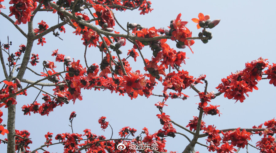 高压断路器与原木棉花