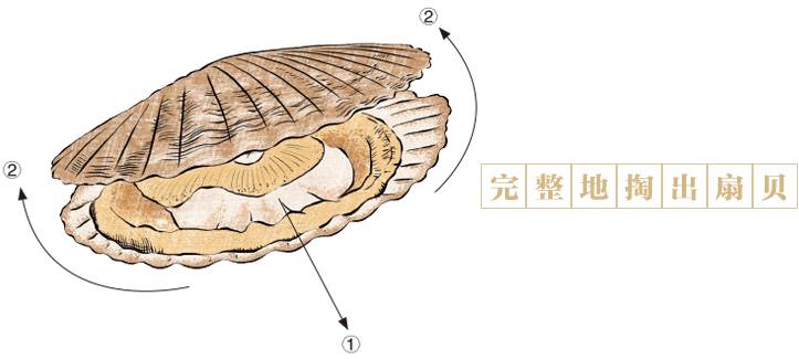 贝壳动物与裁纸刀使用技巧