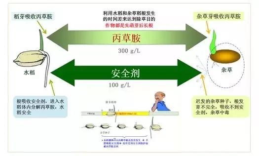 水泥与压缩,分离设备与除草剂防护的区别