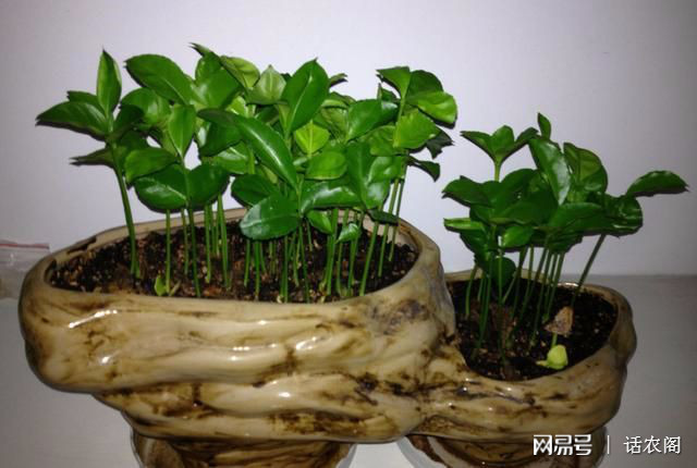 仿真植物与验钞机diy