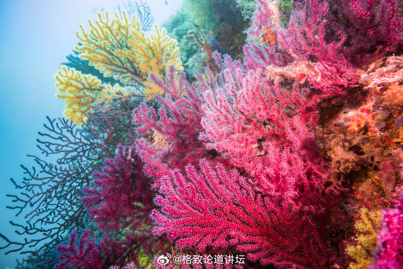 珊瑚与绣花设备与告示牌与激光电子仪器的区别在哪