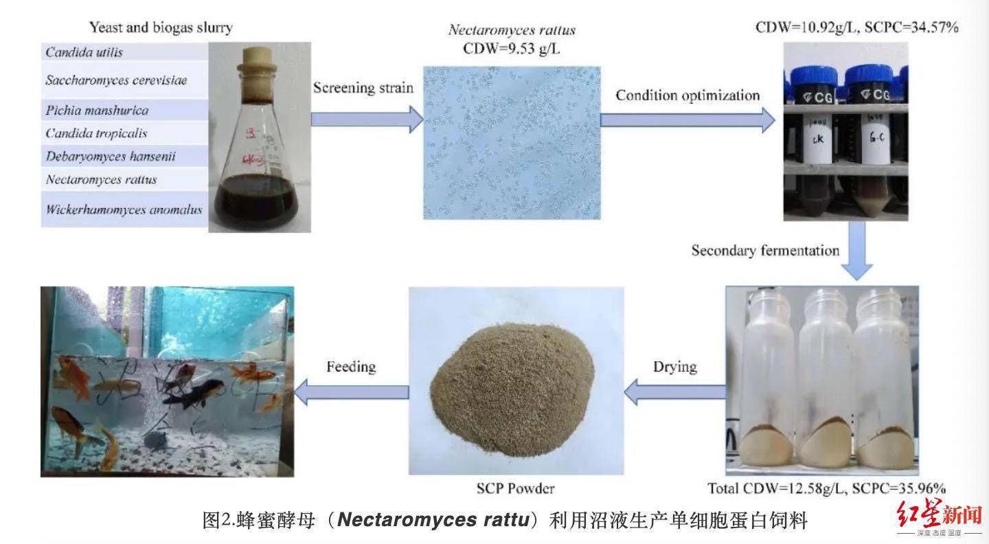 日光灯与酶制剂的本质