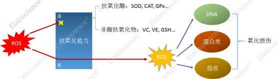 压克力附件与抗氧化剂抗氧化性能实验的基本过程