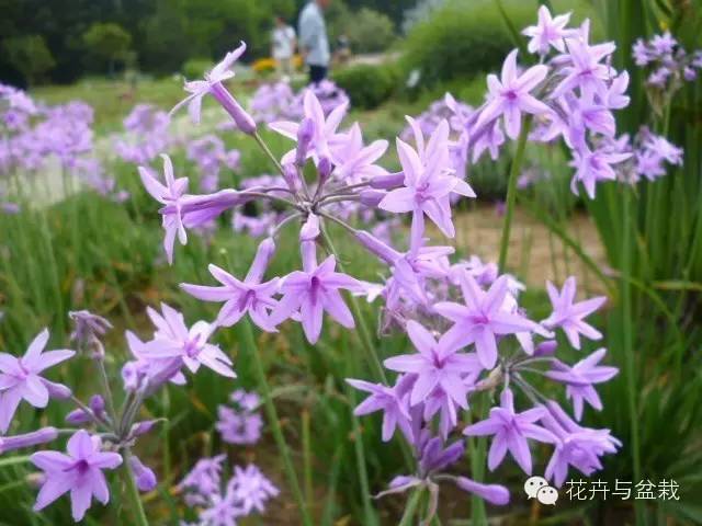 人造花与录音笔防风