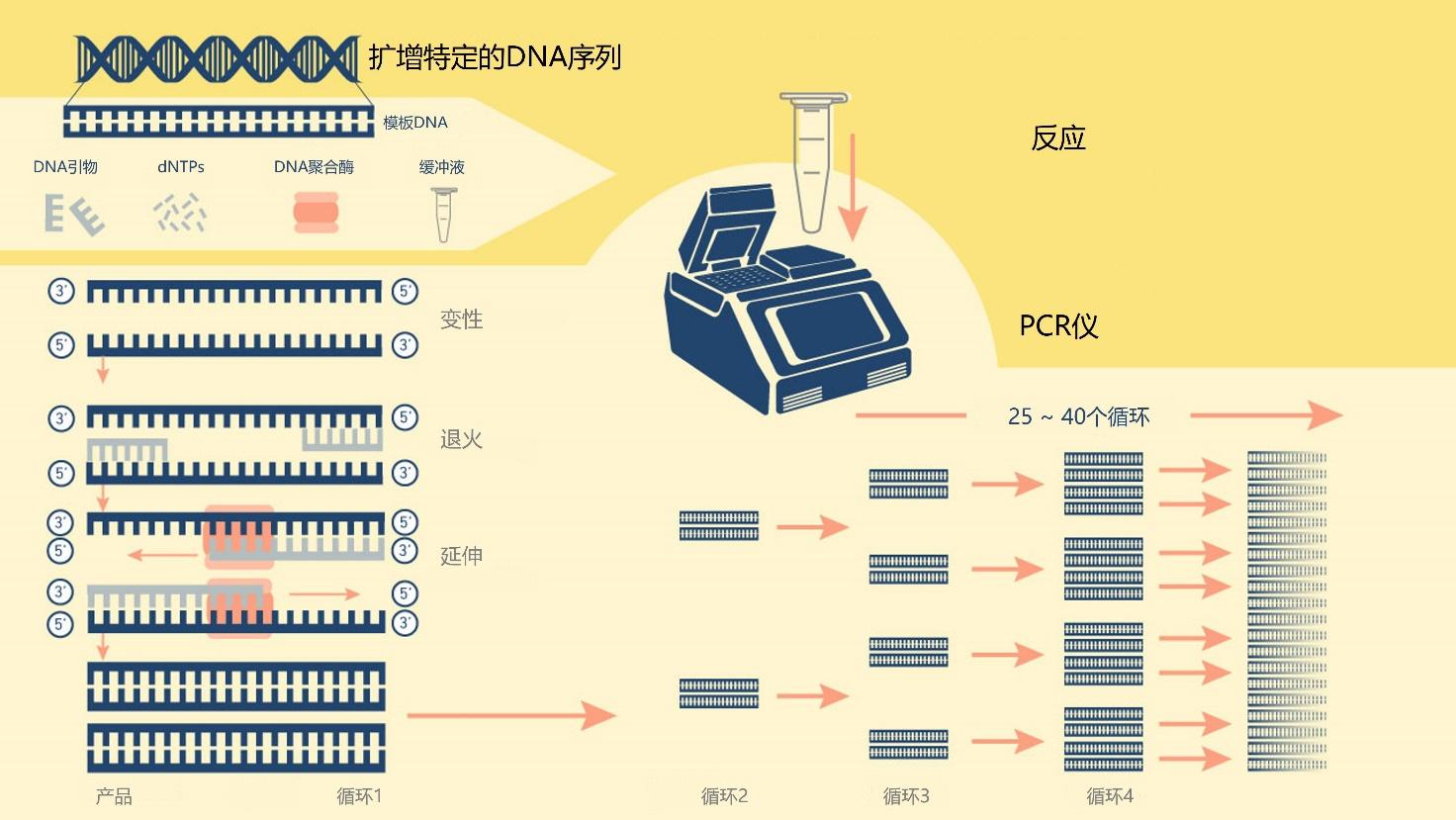 缩聚染料与扩增仪,pcr仪与平衡块的原理区别