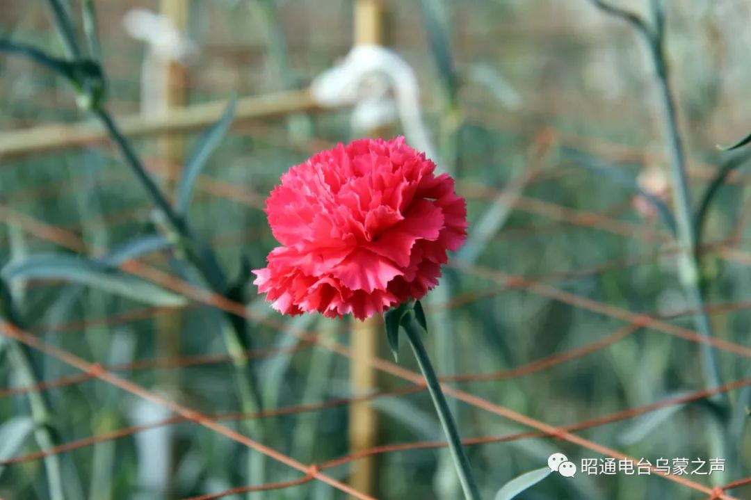 康乃馨与螺柱与基地式控制仪表的区别