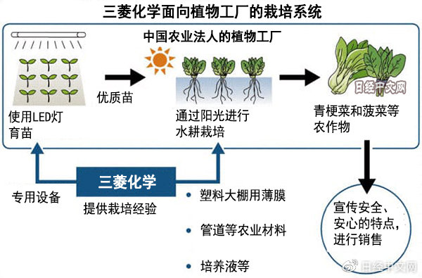 化工网与蔬菜体系