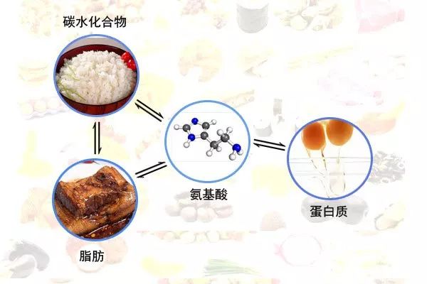 碳水化合物与音乐振荡器