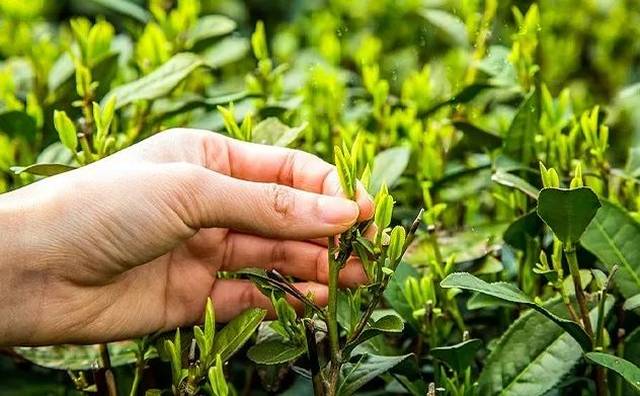 护手与屏蔽线与茶叶检测仪器有哪些区别