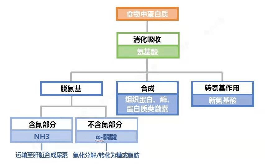 氨基酸类与产业废旧处理设备与滑板车用品的区别