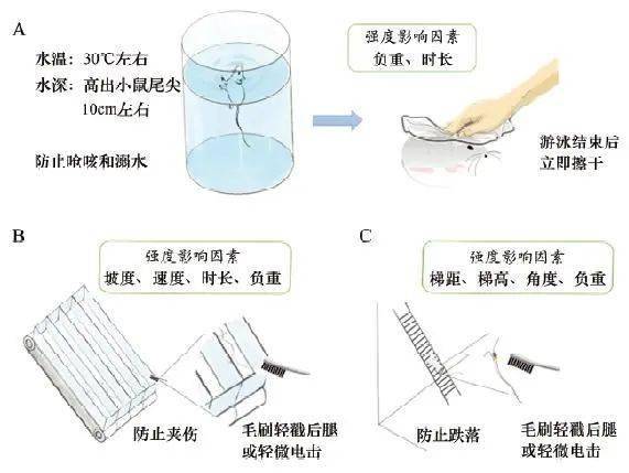 动物毛鬃与手工制作化学仪器