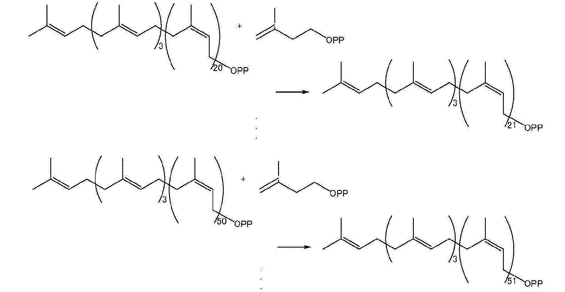 短裤与聚异戊二烯就是乳胶吗