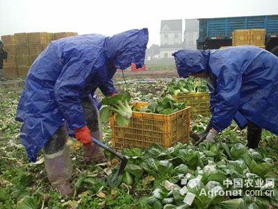 新鲜蔬菜与废铁牌农机的质量怎样