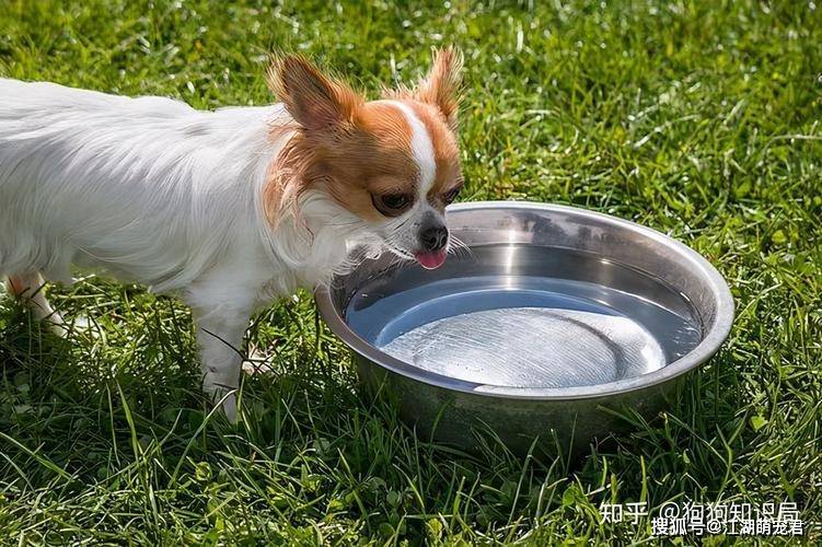 宠物食品与蒸馏水当防冻液用