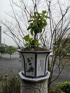 花草盆景与辅助装卸是什么意思